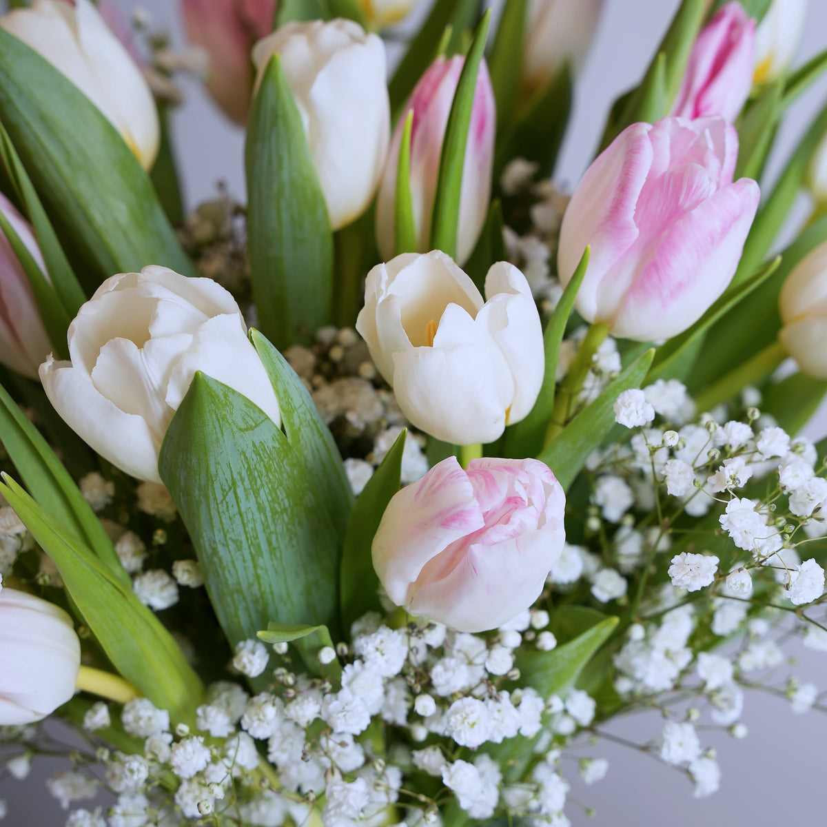 Pink and White Tulip Delight