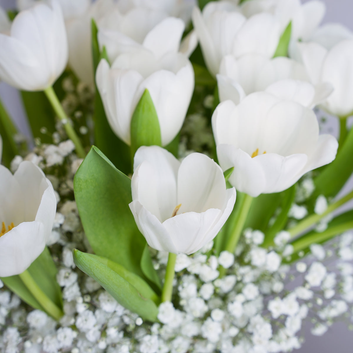 White Tulip Delight with Free Chocolates